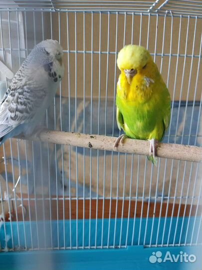 Попугаи впф, Чехи