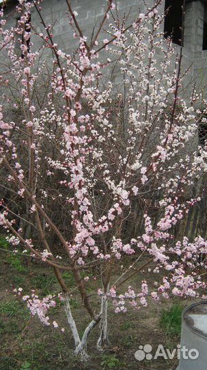 Абрикос саженцы от года до 3х лет