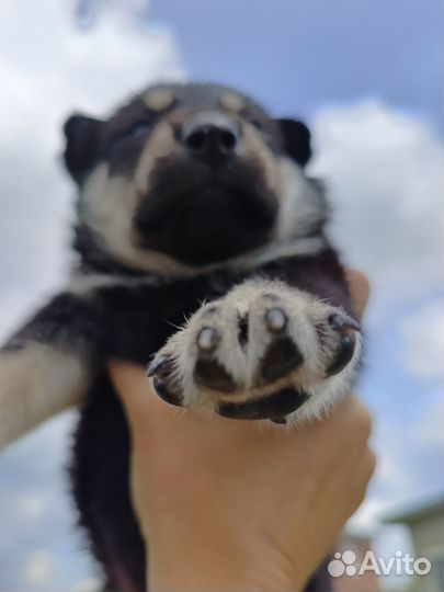 Красотка с бровками