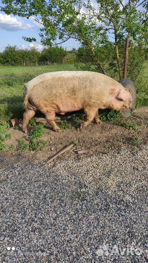 Продам кабана