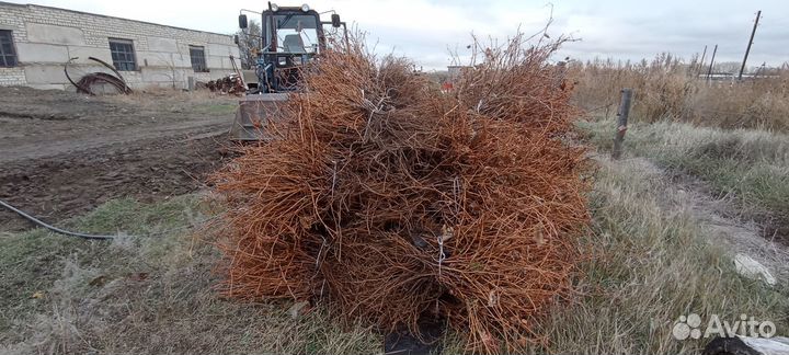Саженцы винограда Мариновский Изабелла