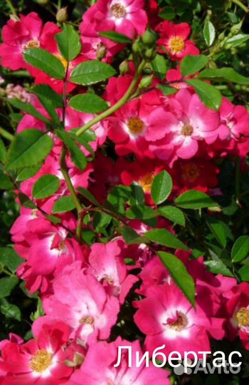 Розы корнесобственные