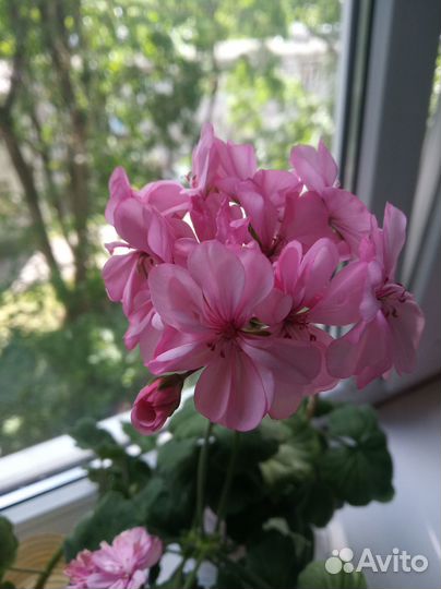 Герань пеларгония в горшке