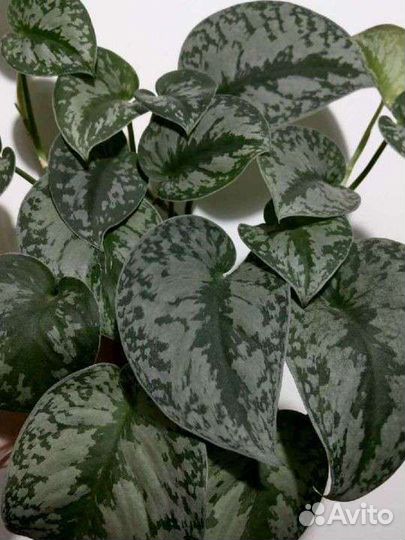 Эпипремнум 