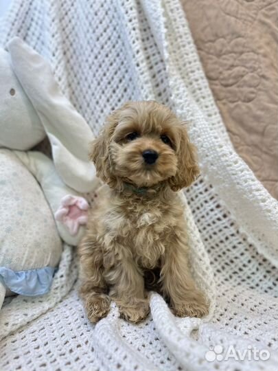 Кокапу девочка