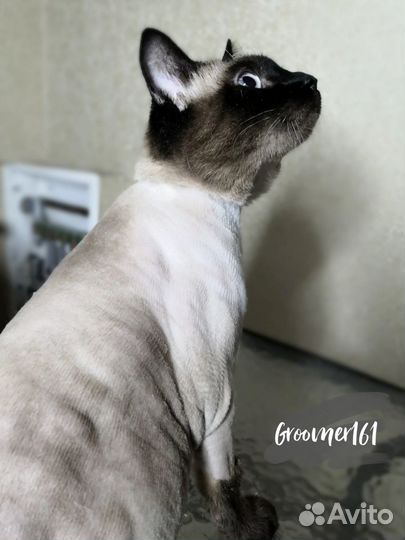 Стрижка кошек и котов