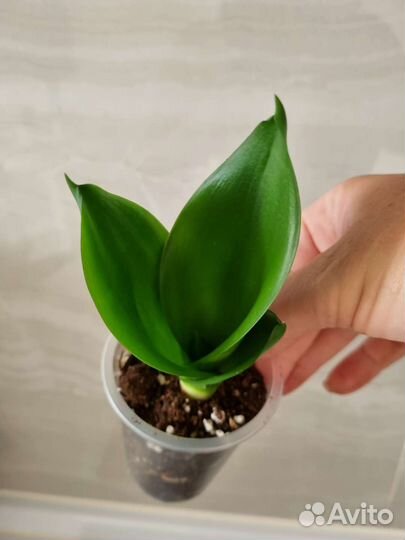 Сансевьерии сортовые