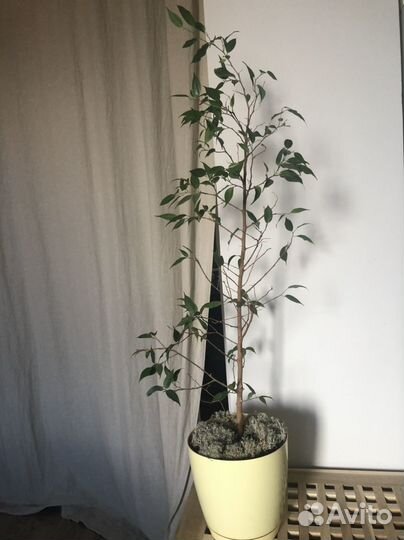 Фикус бенджамина