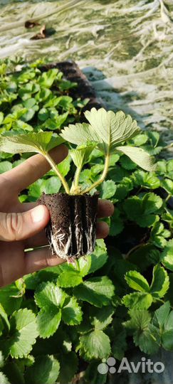 Клубника Мурано