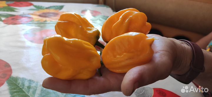 Перец Острый