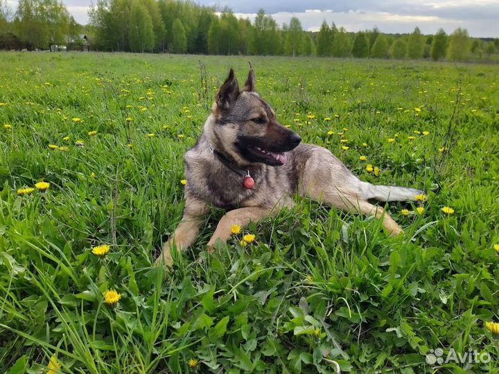 Собака в добрые руки