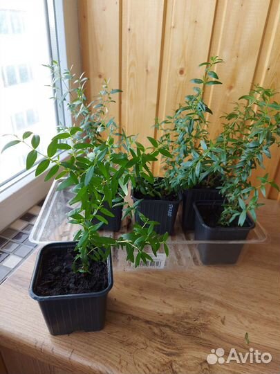 Комнатные цветы мирт