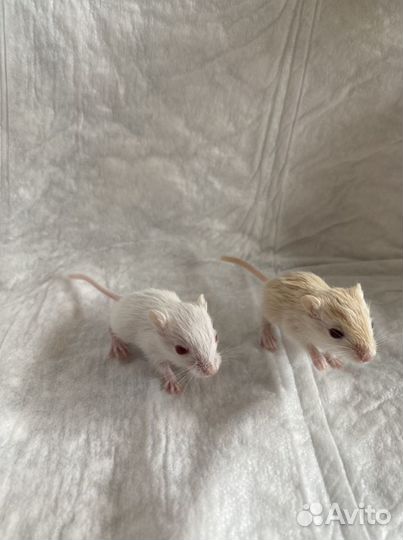 Песчанка