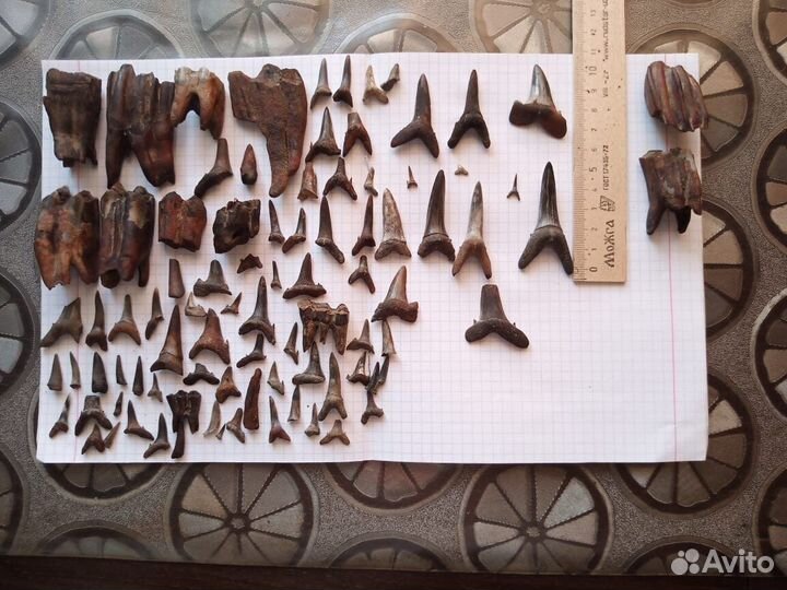 Окаменелости