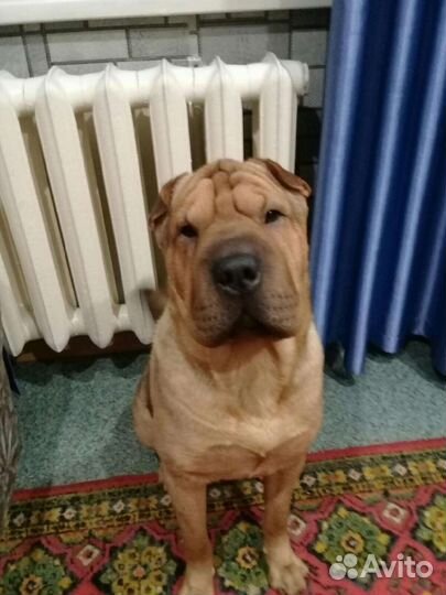 Шарпей вязка