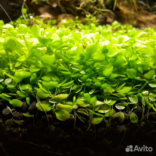 Аквариумные растения