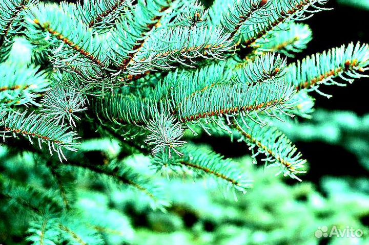 Голубая ель с доставкой