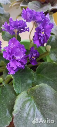 Сортовые фиалки, мини