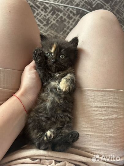 Отдам кошку в добрые руки, ходит на лоток