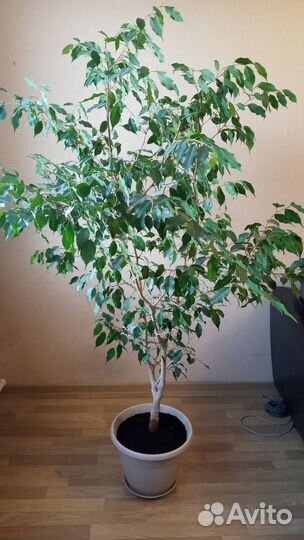 Фикус Бенджамина