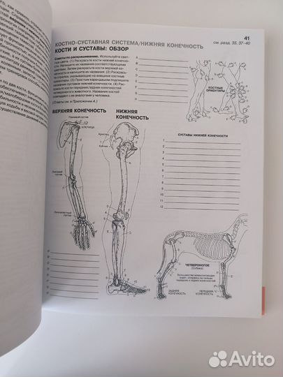 Атлас-раскраска анатомия человека