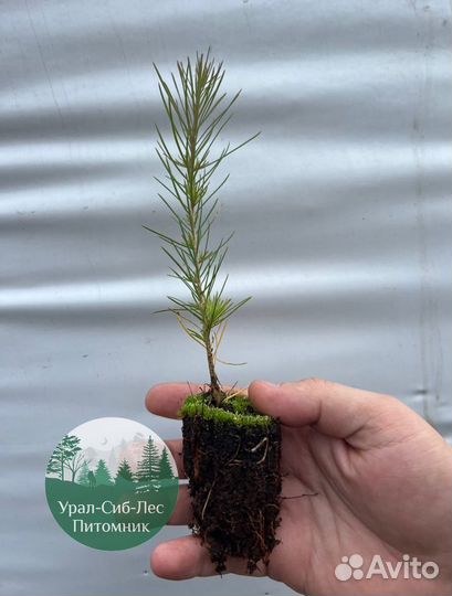 Зкс Сосна сеянцы Ели Лиственницы окс Голуб Горная