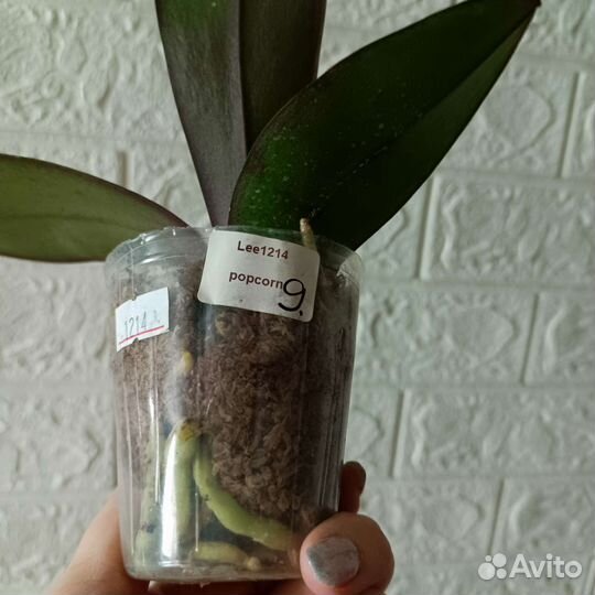 Орхидея бабочка