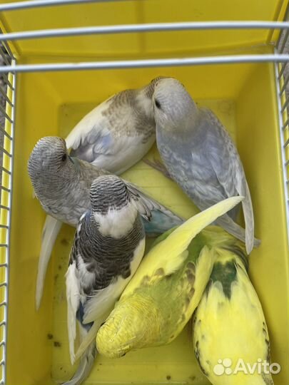 Волнистые попугаи