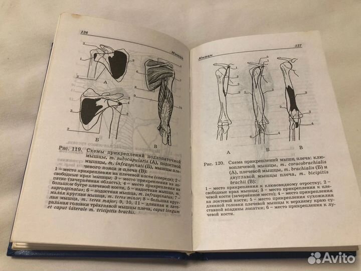 Атлас карманный анатомия человека
