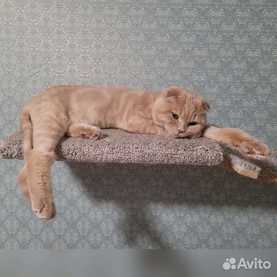 Шотландские вислоухие девочки