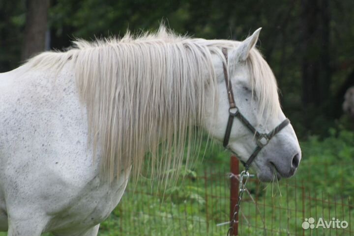 Продам кобылу