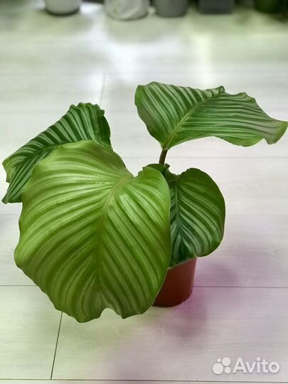 Калатея Орбифолия и Зебрина