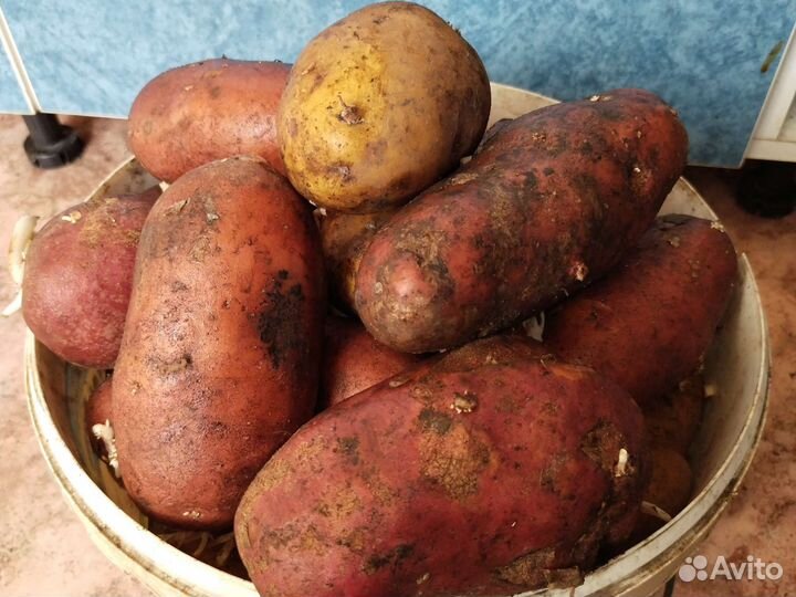 Продукты питания