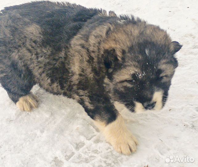 Щенки кавказской овчарки