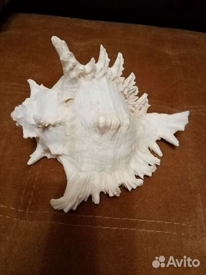 Огромная морская раковина