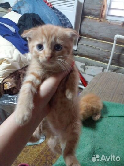 Отдам бесплатно