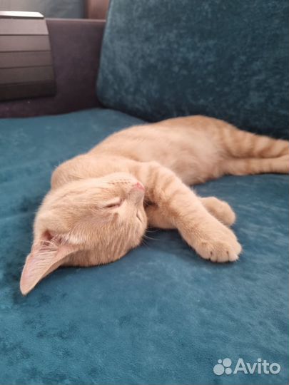 Машу вам лапкой и очень жду котородителей