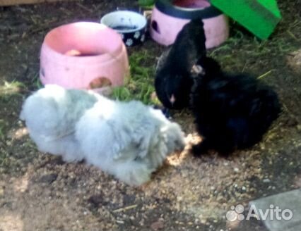 Карликовые кохинхины цыплята и взрослые