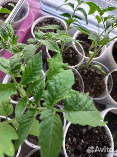 Рассада помидор и огурцов