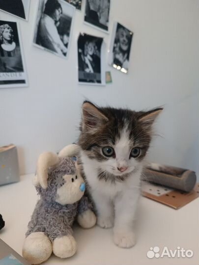 Котёнок беплатно