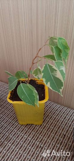 Фикус бенджамина