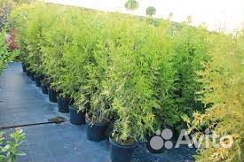 Туя западная Брабант Thuja occidentalis Brabant купить в Санкт ...