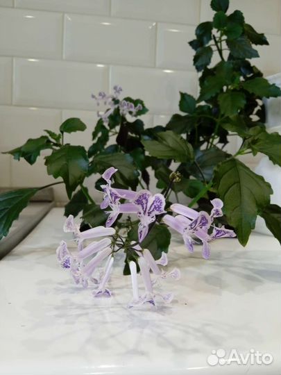Плекрантус Mоna Lavender- Домашняя сирень