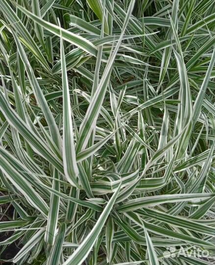 Растения для сада