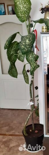 Диффенбахия 2м