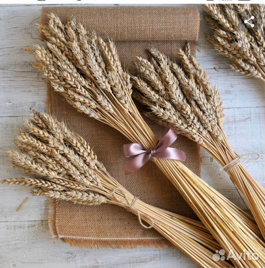 Колосья пшеницы