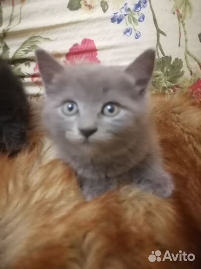 Котенок бесплатно с доставкой