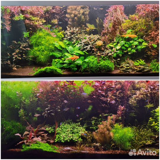 Аквариумные растения