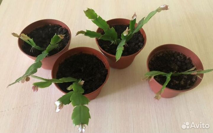 Цветок декабрист / Шлюмбергера персиковый