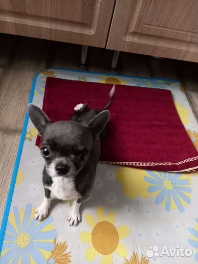 Чихуахуа супер мини